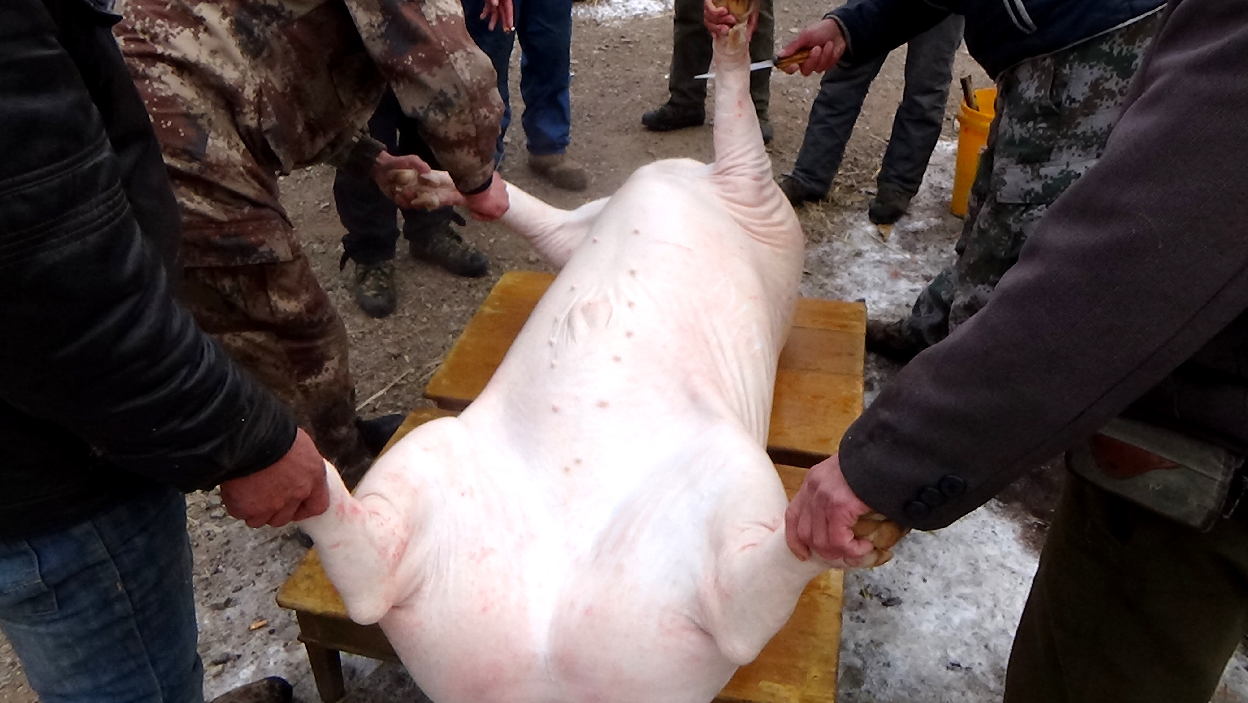 东北杀年猪来吃猪肉,老东北杀年猪