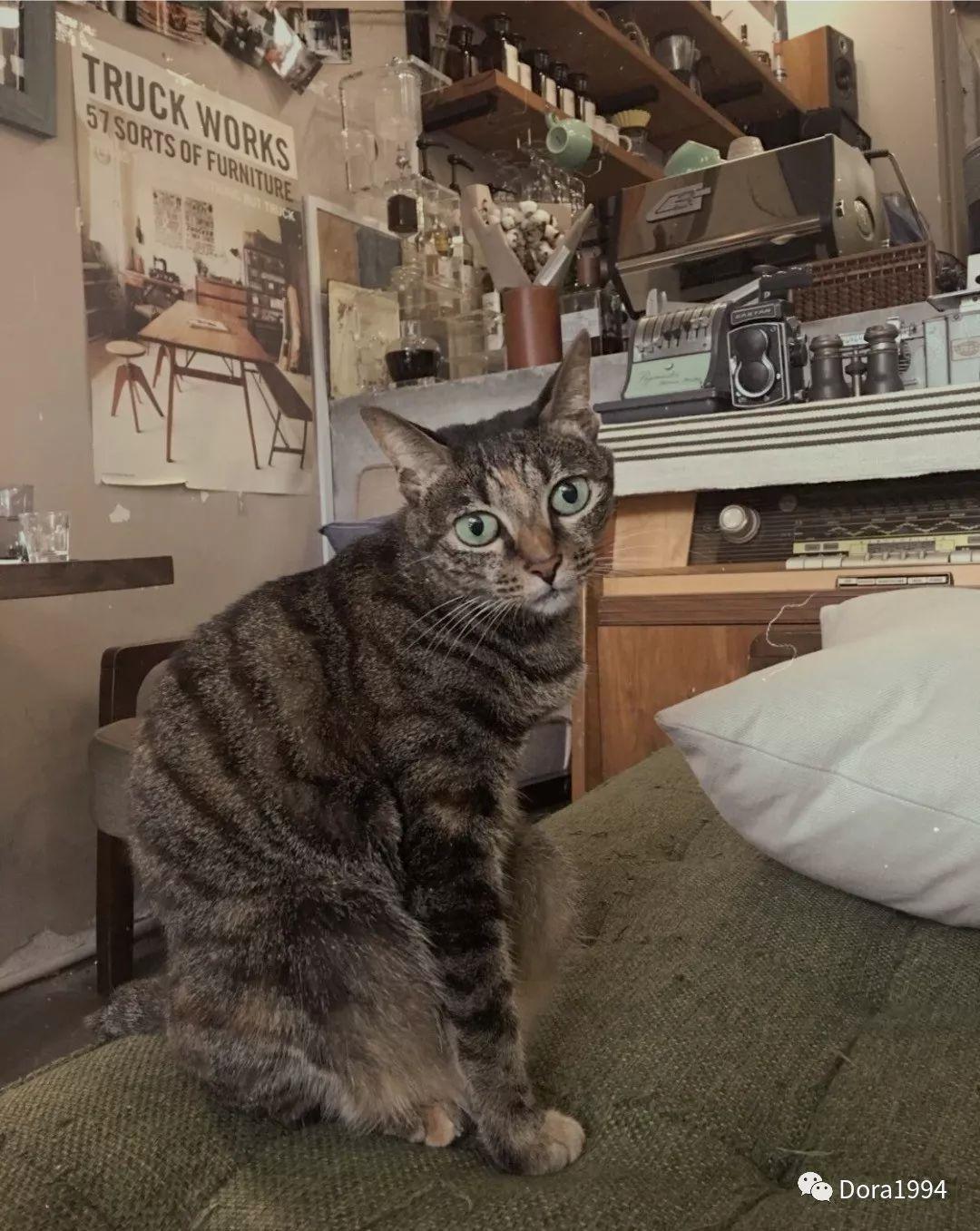 深圳适合放松的咖啡厅,深圳适合一个人打卡拍照的咖啡厅