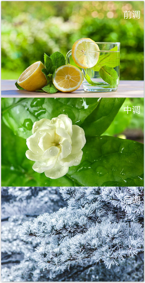 香奈儿邂逅柔情淡香水和迪奥花漾,迪奥旷野和香奈儿蔚蓝香水哪个好