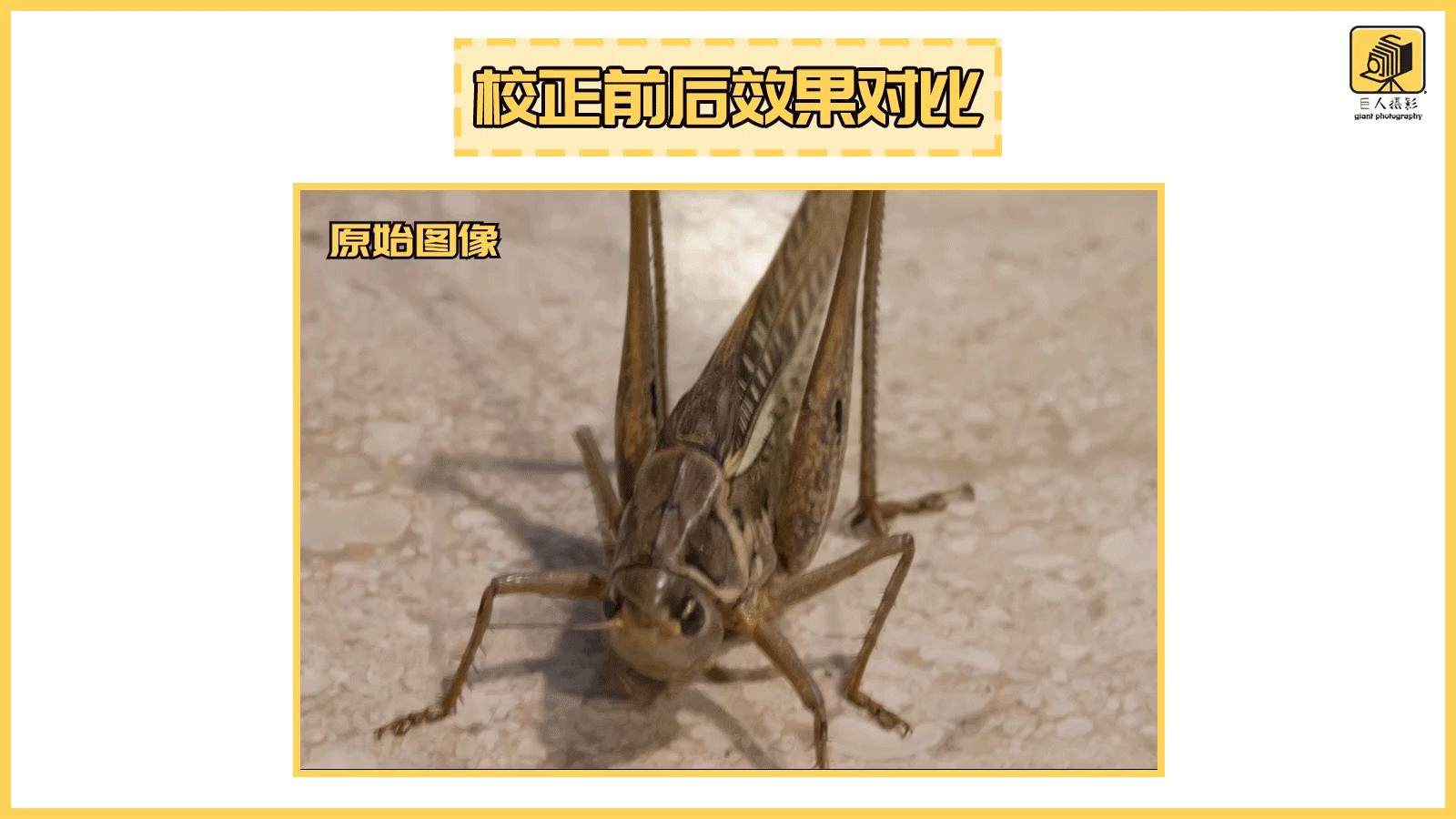 干货解读：“锐化”拯救废片的基本功，前期不足，后期来凑？