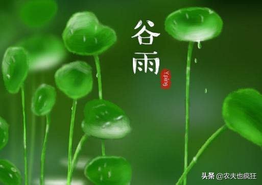 气象中的谷雨是什么意思,谷雨天气好代表什么意思