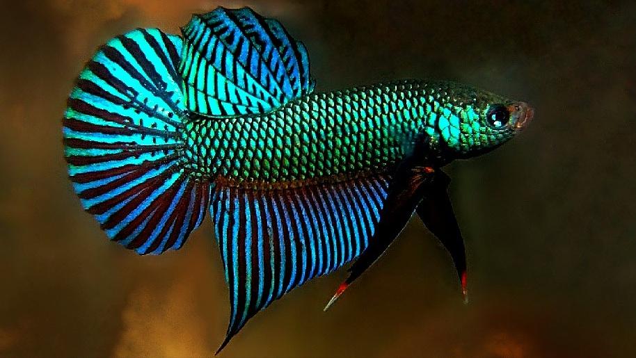 全部泰国斗鱼,泰国斗鱼品种图鉴大全