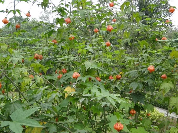 100种常见观叶植物图鉴史上最全,农村常见的100种植物