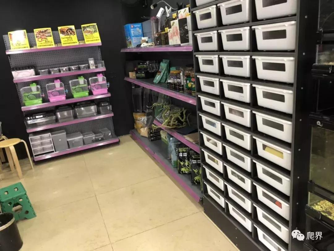 伦敦的爬宠店,隐藏在小区深处的店铺