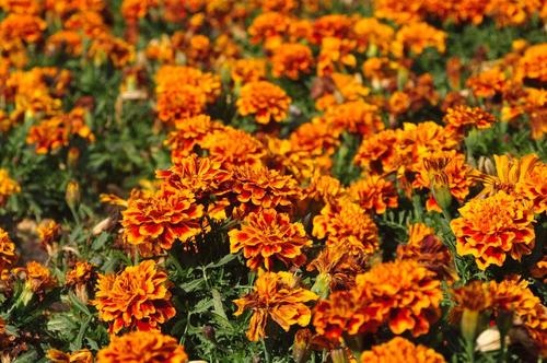 孔雀草冬天会冻死吗,孔雀草冬天可以秋播吗