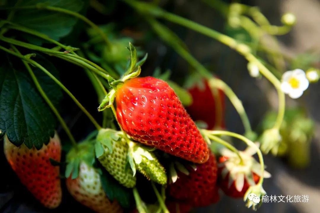 榆阳区周末游玩推荐,榆林芹河旅游