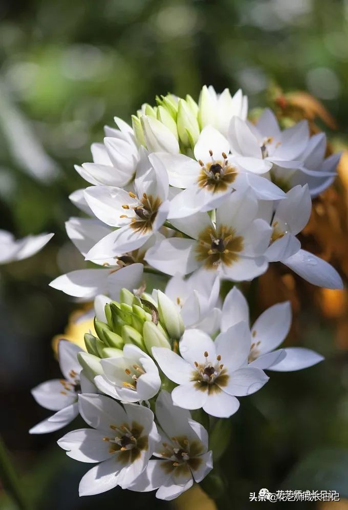 每日一花|伯利恒之星,可用于治疗癌症,洁白可爱