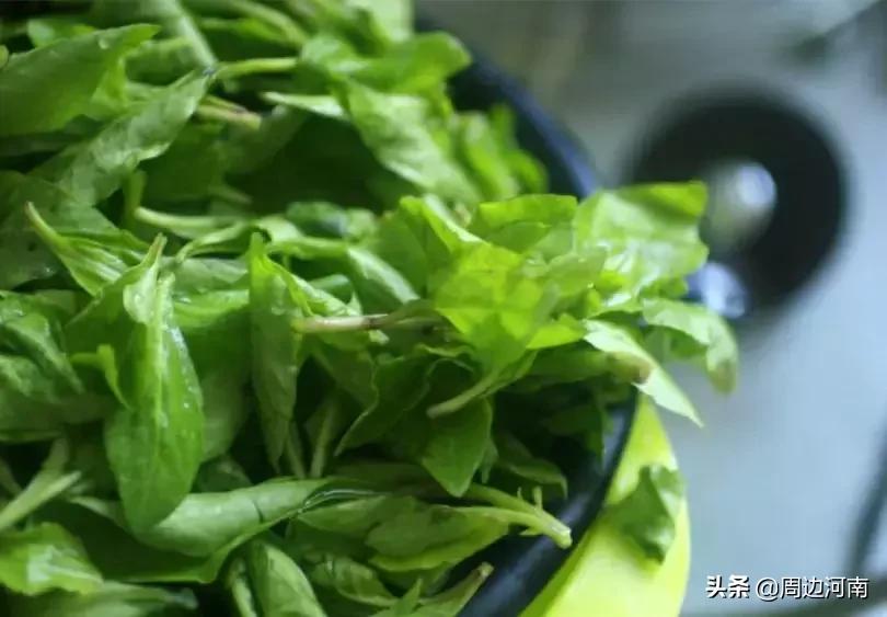 春季野菜大全这些野菜可以吃,春季能吃六种野菜讲解