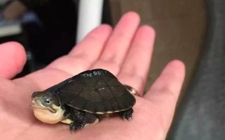 养龟技巧,养龟绝密配方大全