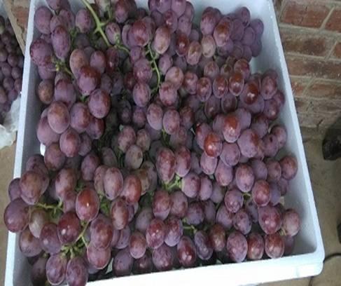 葡萄将熟之际，这些准备你要知道！做好了才能挣钱