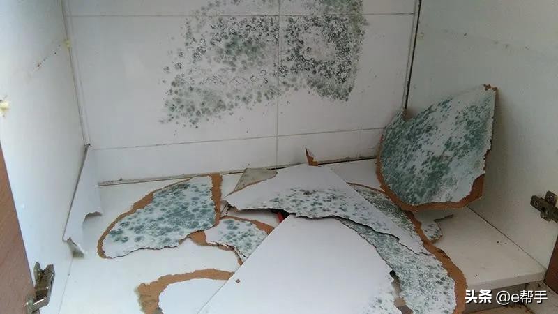 发霉的霉菌100度能杀死吗,除霉防霉剂能杀霉菌吗