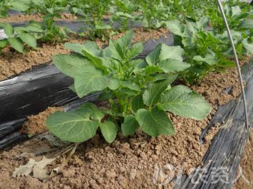 马铃薯主要栽培技术要点,马铃薯地膜覆盖高产栽培技术