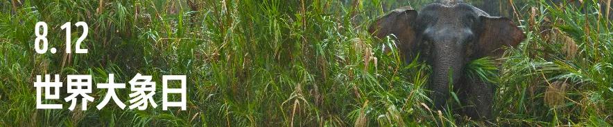 大象保护日,世界大象日最新消息