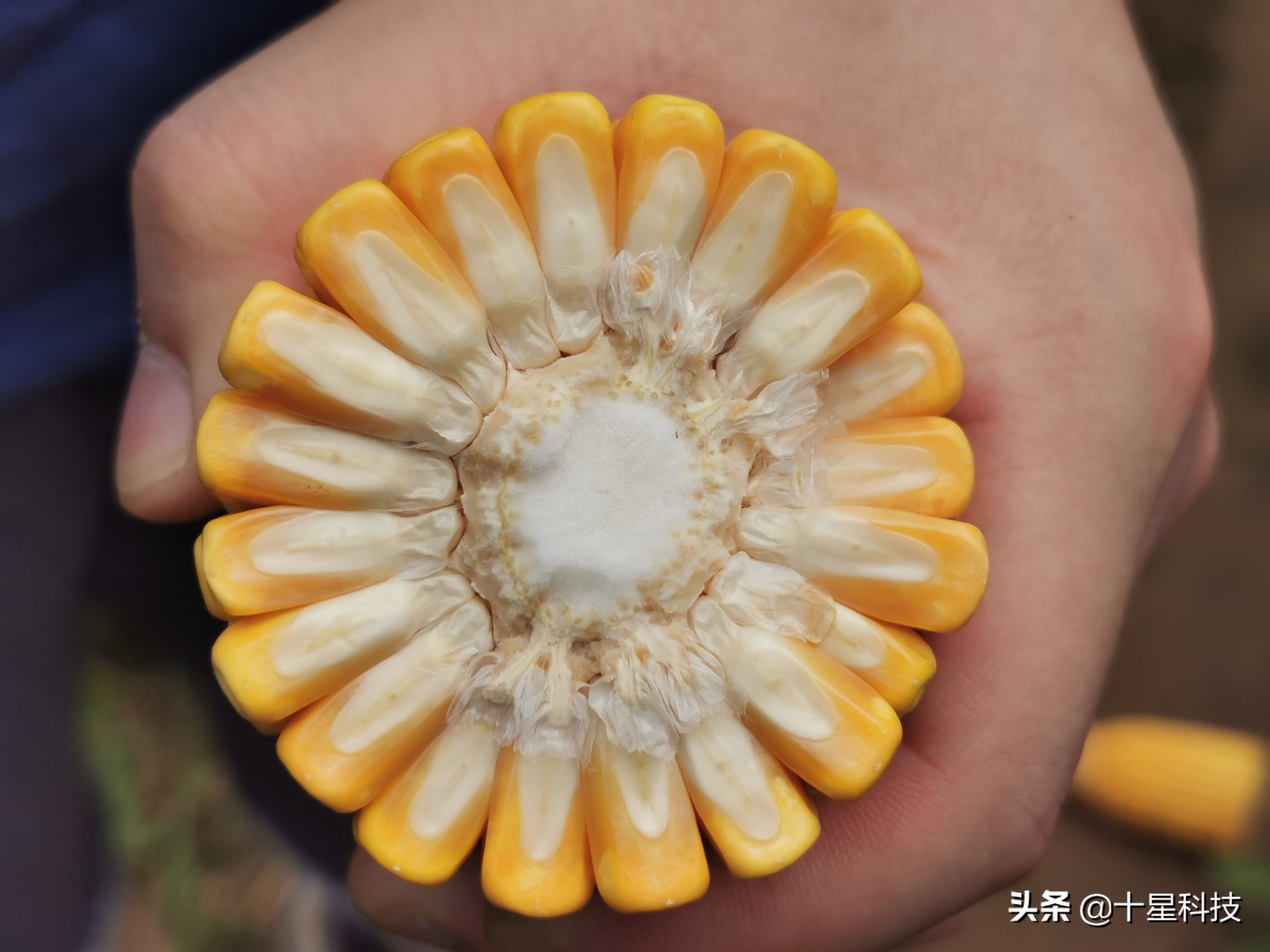 玉米密植高产还是稀植高产,玉米品种稀植品种有哪些