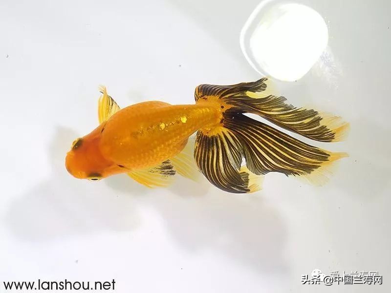 那些企图拿尾巴征服世界的金鱼们