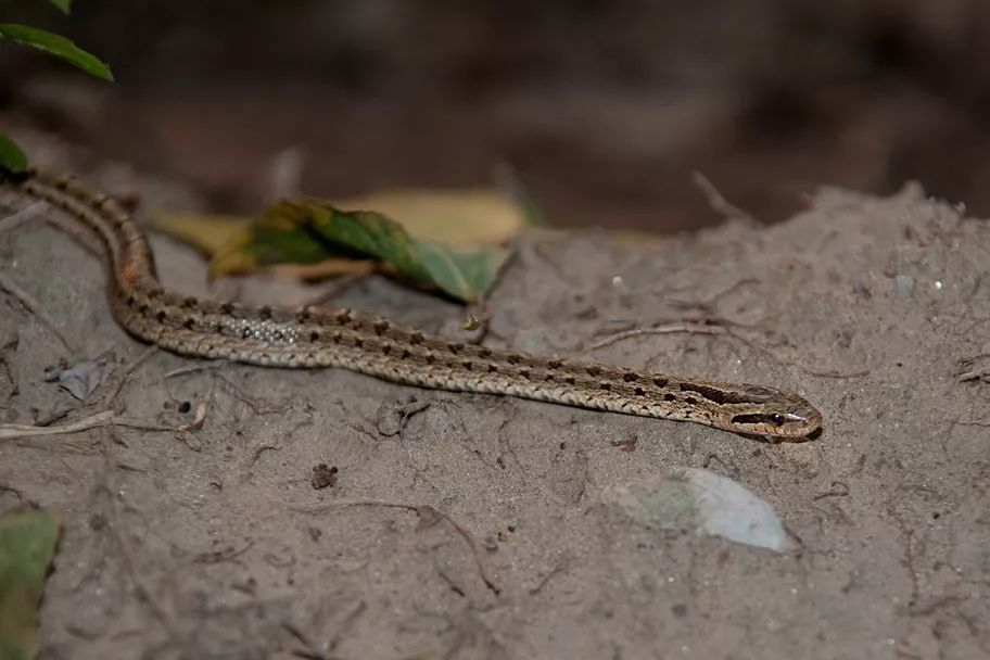 家里进蛇怎么办可以报警吗,家里进蛇找谁可以处理