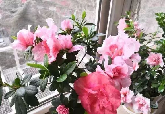 可以给花盆土里加营养液吗,盆里加点它养花10年不黄叶