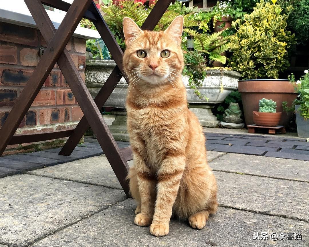 不同品种的猫咪特点,几种不同品种猫咪