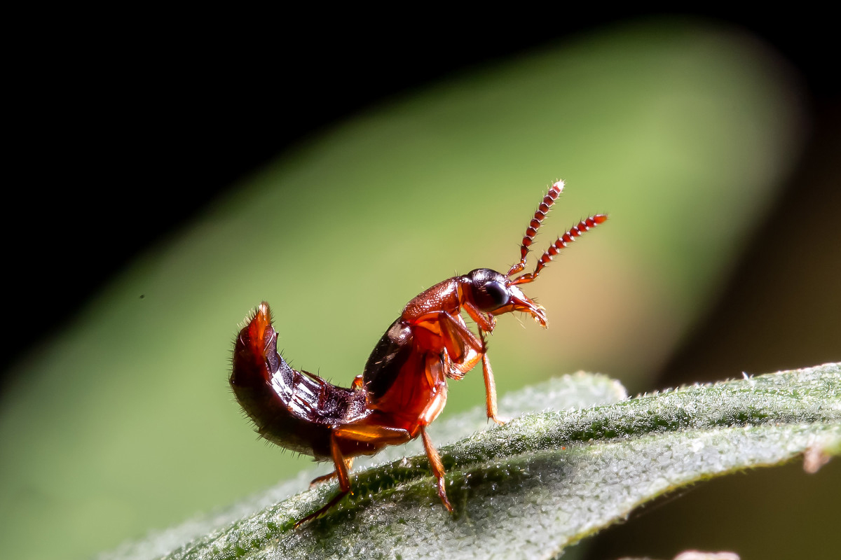 40岁女人脸被隐翅虫烧伤毁容吗,隐翅虫碰到脸上了是不是会毁容