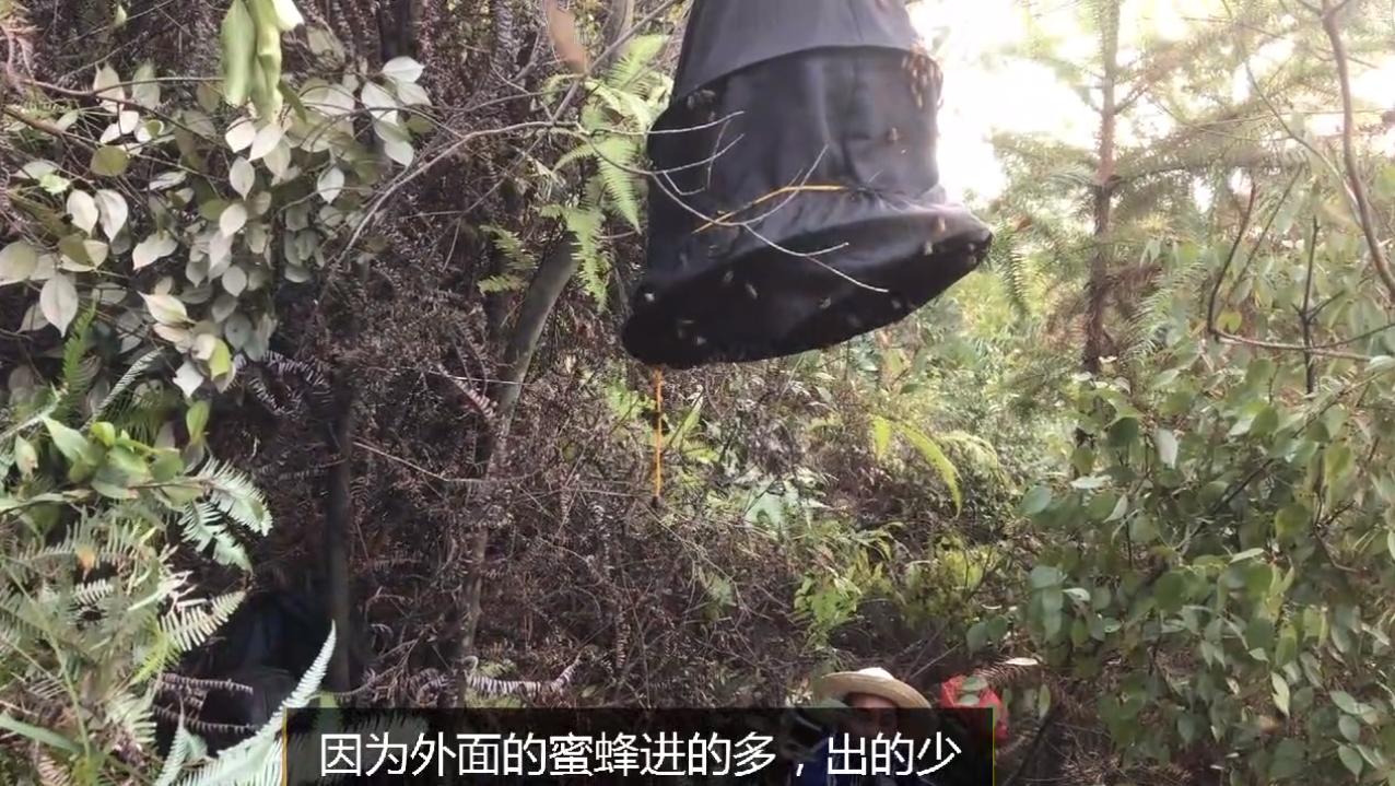 野外地里的蜜蜂怎么收进箱子,野外的蜜蜂怎样收回家里来养