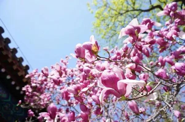 最适合赏花的花,视觉盛宴五种赏花名花供您选择
