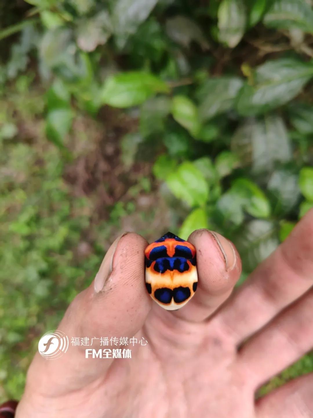 福州林先生家中突然闯入很多“不速之客”，又黑又臭，这到底是啥？