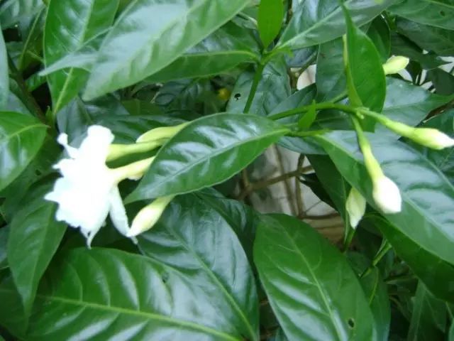 100种常见观叶植物图鉴史上最全,农村常见的100种植物