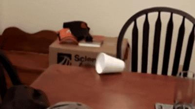 弱弱的问一句还可以吗怎么回,猫咪傻的表现是什么