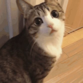 猫咪走失了怎么办？小编头秃整理的方法，试试灵不灵