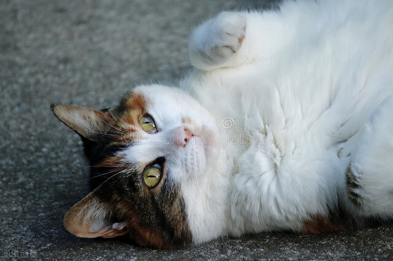 猫咪也会放屁吗,猫咪最近老是放屁是怎么回事