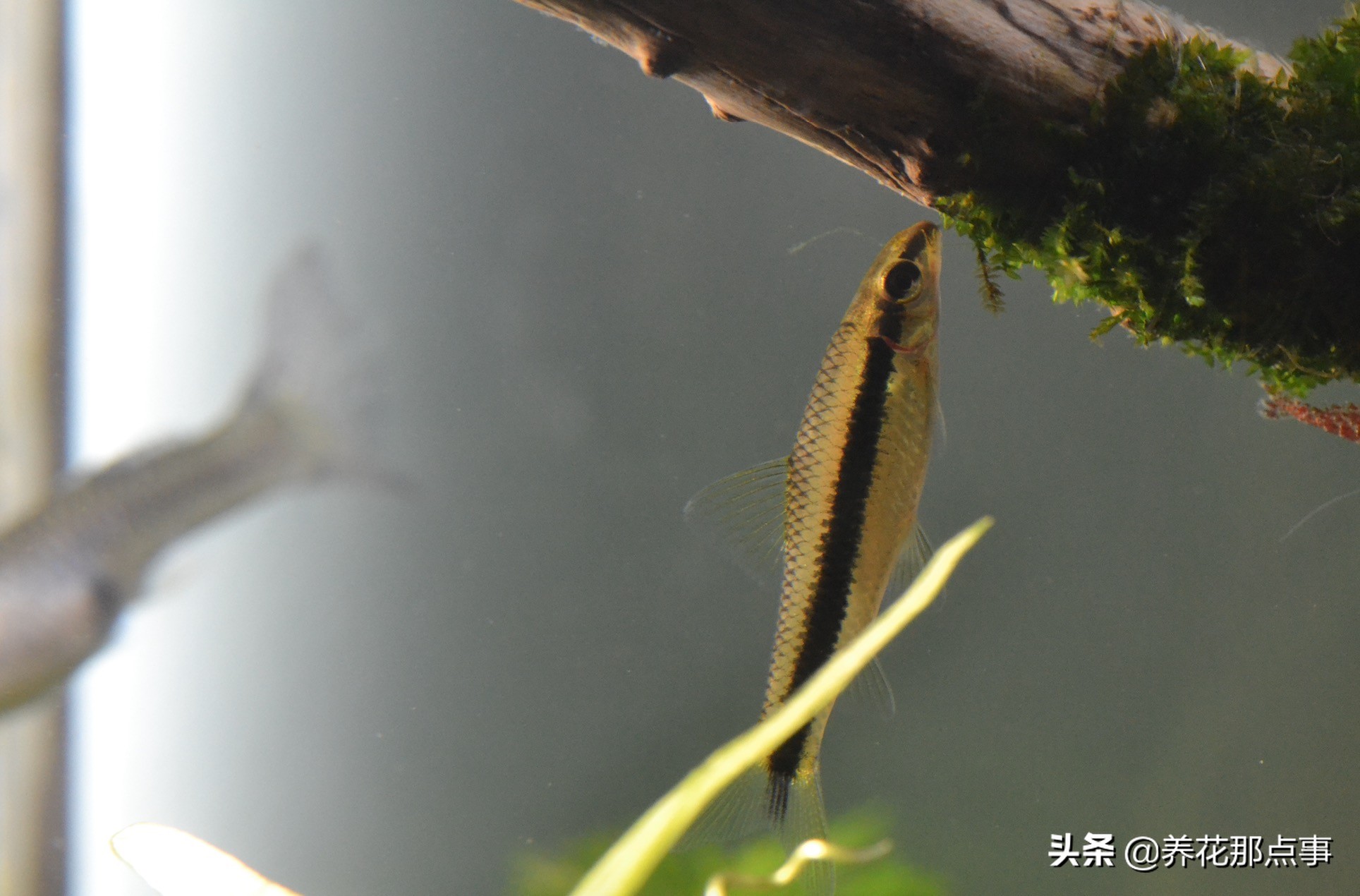 新手养小型热带鱼推荐,热带鱼生态鱼缸养殖必备条件