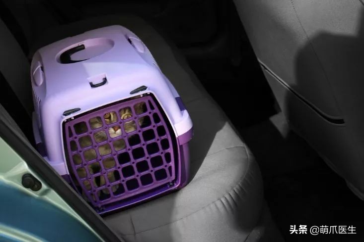 猫咪防中暑的最佳方法,怎么预防小猫咪中暑