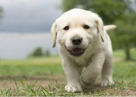 养拉布拉多犬的好处和坏处,黑色拉布拉多犬有什么好处