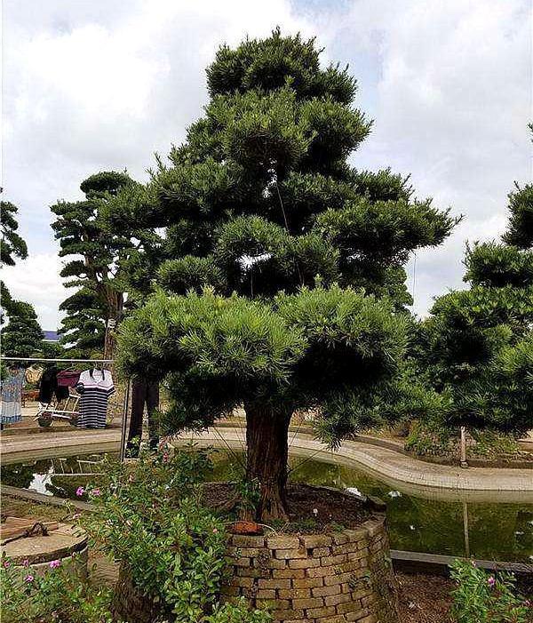 罗汉松生物学特性,罗汉松的生长特性