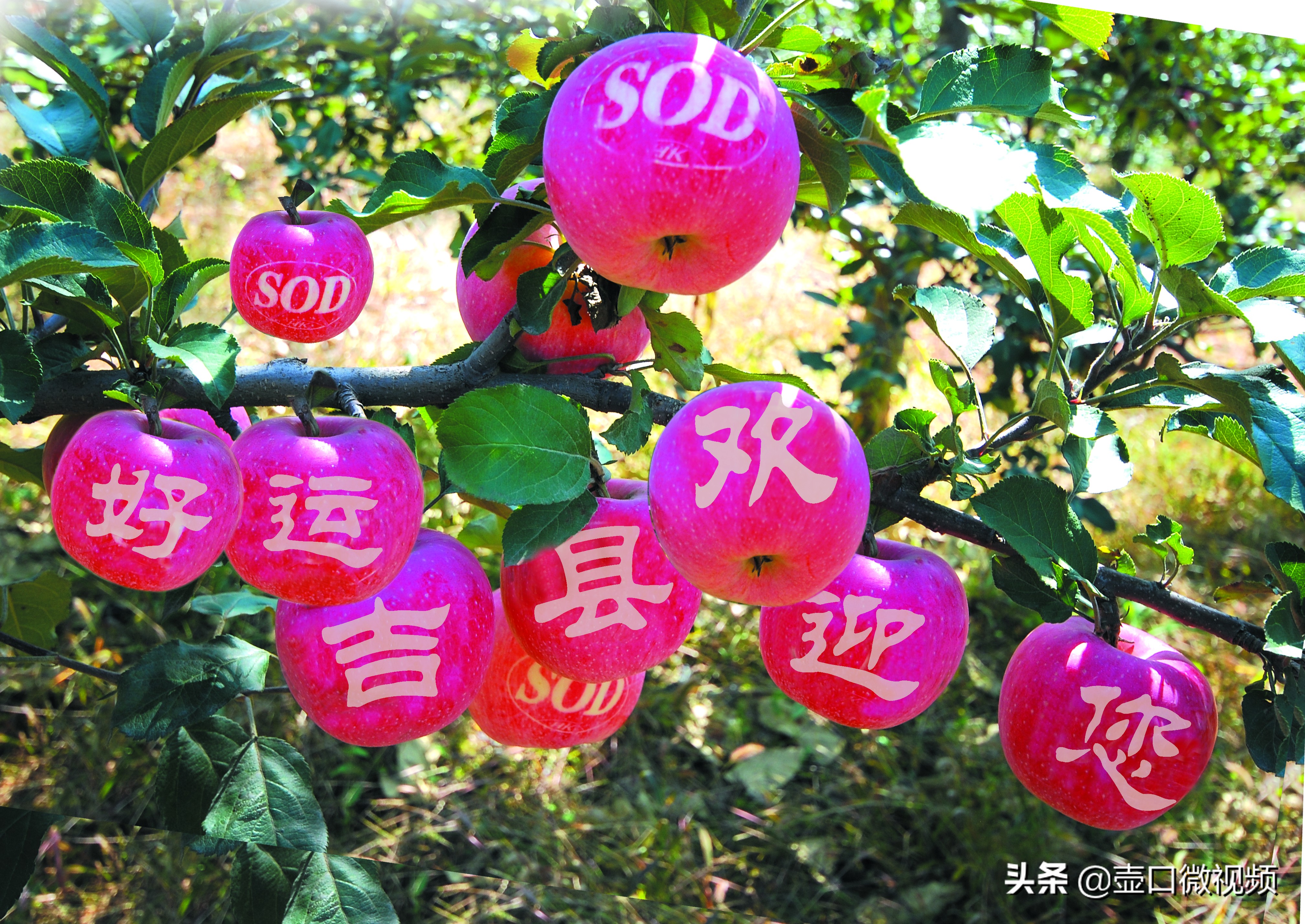 吉县苹果行情怎么样,吉县苹果现在出库价钱