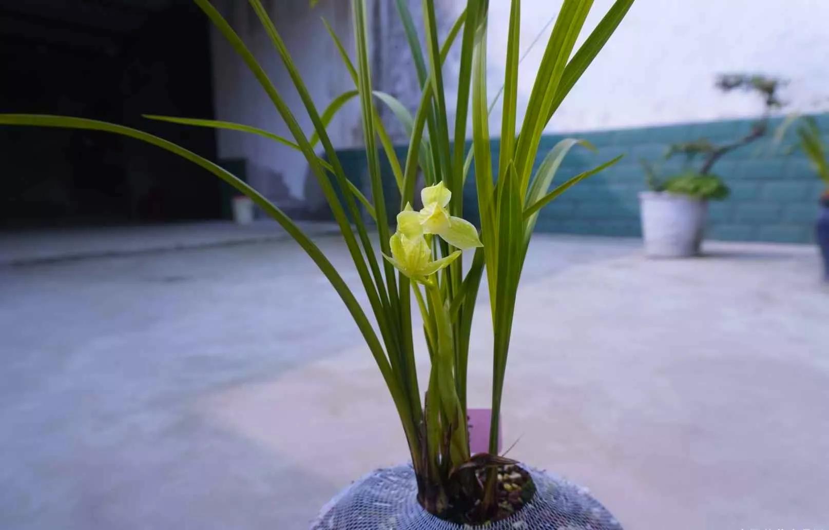 通江早年下山的一颗春剑素荷,后来成为传世名品