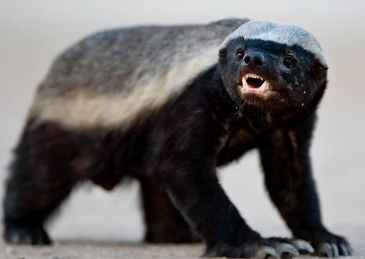 永不服输的蜜獾,曾经有一个保护区饲养了两只,后来怎么样了?