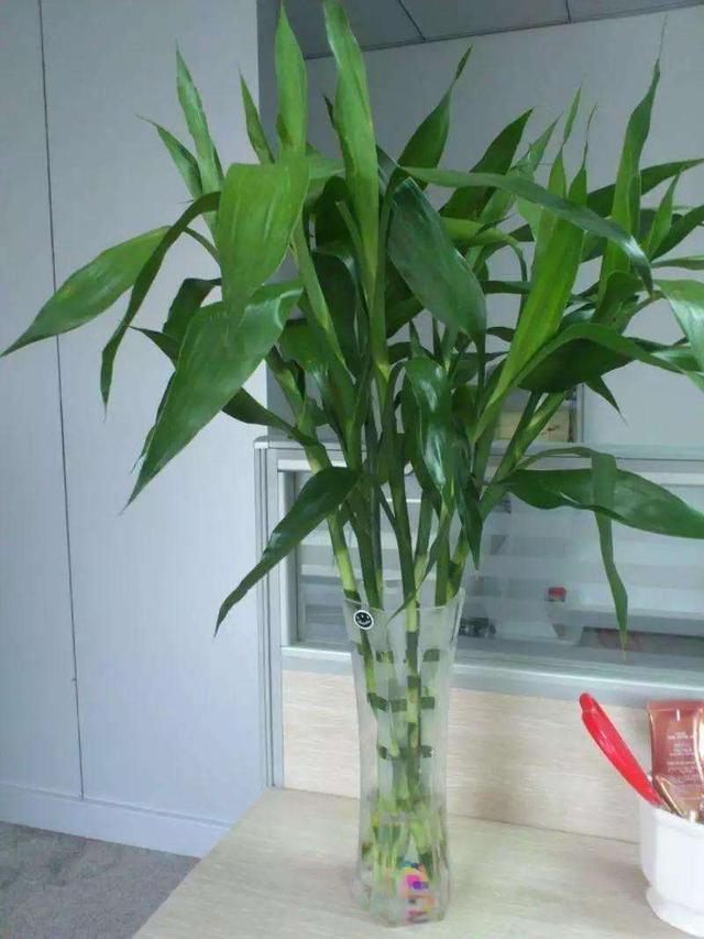 富贵竹怎么才不被冻死,怎样防止富贵竹被冻死