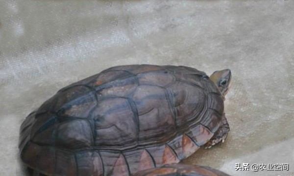 金钱龟的正确的饲养方法,金钱龟有养殖前景