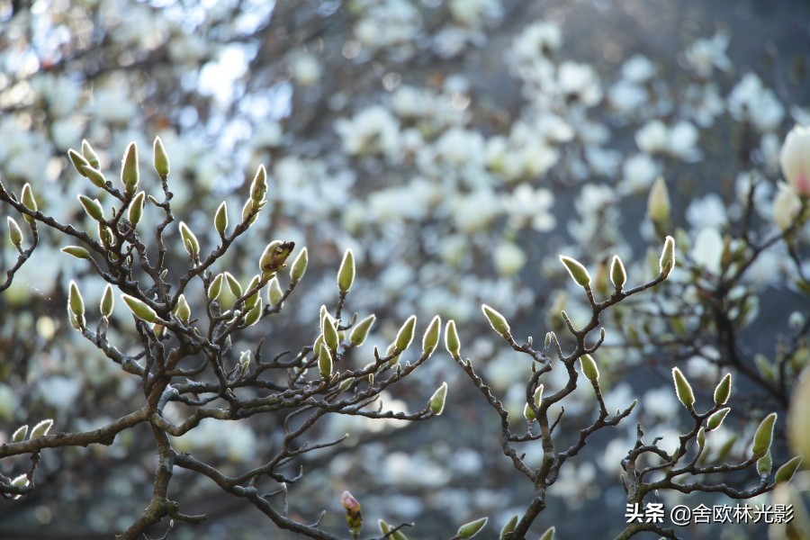 昆明西山感悟,昆明西山攻略
