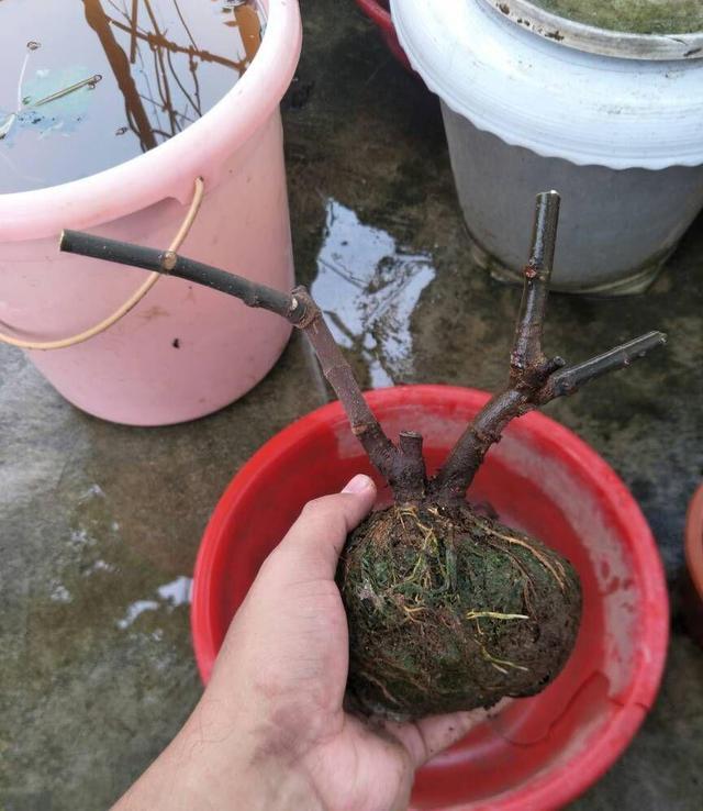 无花果可以种在家里面吗,怎样种盆栽无花果