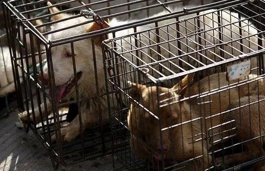 中国禁止食猫狗的城市,对深圳立法禁食猫狗的官方评论