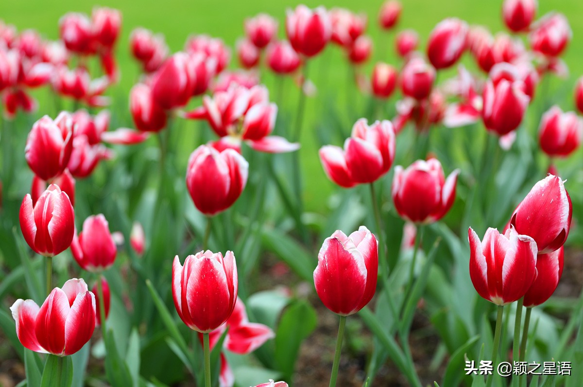 郁金香鲜花香味,郁金香鲜花诗情画意