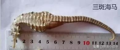 海马强肾丸厉害之处,海马搭配什么可散结清热