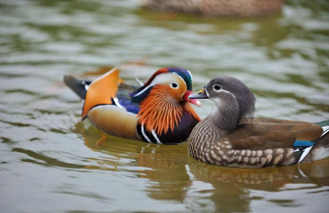 杜甫哪首诗写了春天的五彩斑斓,春天是杜甫笔下似春雨般的什么