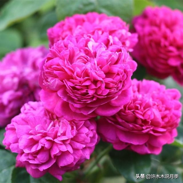 月季治病虫特效药,治疗月季病虫害最好的药有哪些