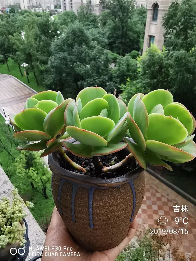 人生就像养多肉一样,人生如同养多肉时间不会怠慢