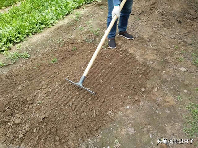 冬春茬黄瓜防萎蔫有办法,秋季黄瓜高温死苗怎么办