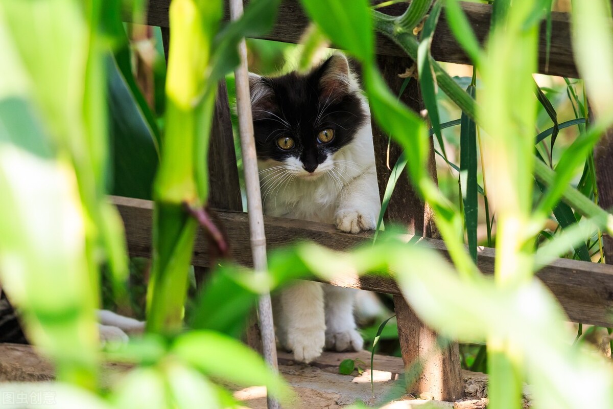 猫咪眼睛流褐色分泌物用什么药,猫咪眼睛红肿流泪眼睛有分泌物