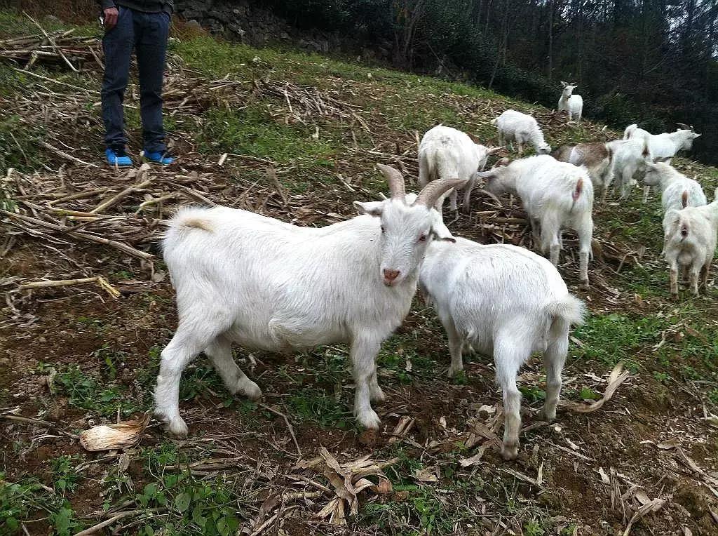 夏季圈养羊需防三种病害吗,散养羊预防疾病最佳管理方法